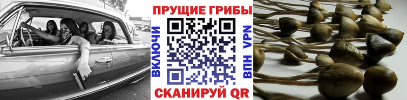 Псилоцибиновые грибы Cubensis  ОМГ ОМГ tor  Ульяновск 